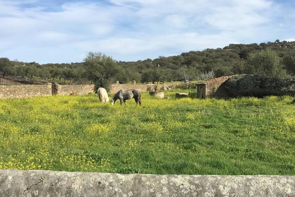 Casa - Apartamento Rural La Tahona Del Abuelo Plasenzuela エクステリア 写真